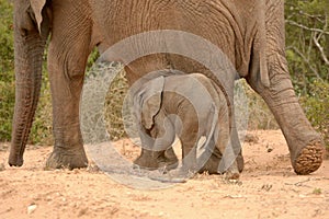 Elephant baby walking next to mom