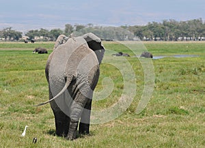 Elephant Back with birds - Amboseli (Kenya)