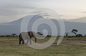 Elephant with a backdrop of Killimanjaro mountain at  Amboseli National Park, Kenya