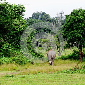 Elephant is backing to the sparse forest