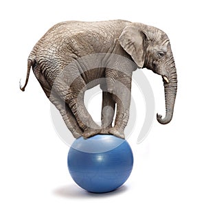 Elephant balancing on a blue ball.