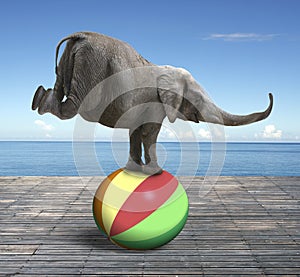 Elephant balancing on a colorful ball