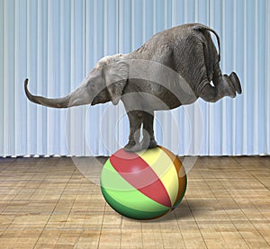 Elephant balancing on a colorful ball