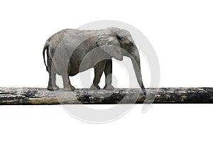 Elephant balancing on tree trunk