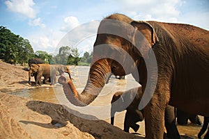 Elephant at the bank of river