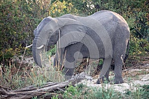 Elephant on the bank of the Zambezi River
