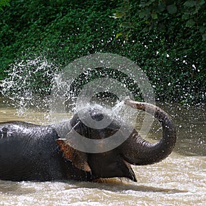 Elephant bath