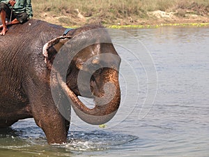 Elephant bath