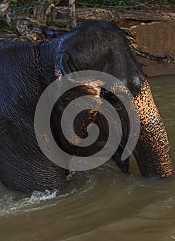 Elephant bath in canal.