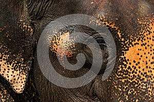 Elephant During Bath Close Up