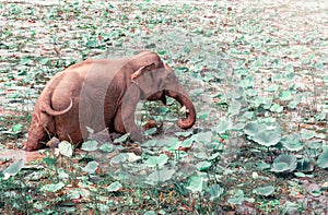 Elephant bathes and eats water lilies