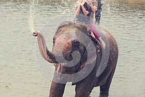 Elephant bathing