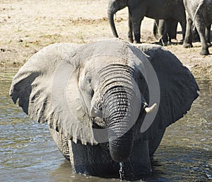 Un elefante fare il bagno 