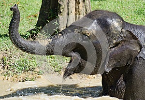 Elephant bathing close-up