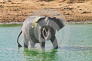 Elephant bathing and drinking in Udewalawe national park