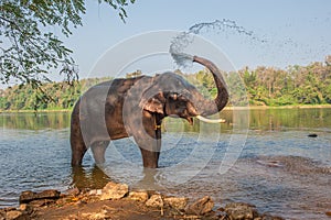 Elephant bathing, Kerala, India