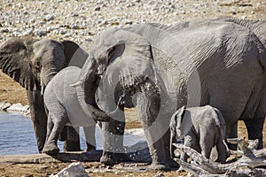 Elephant bathing Namibia