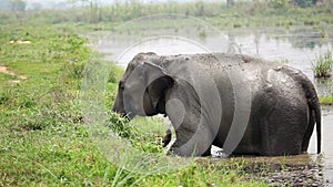 Elephant bathing in Nepal national park