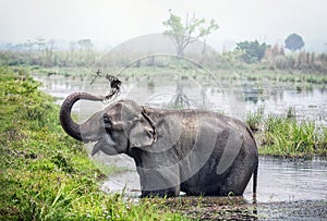 Un elefante fare il bagno 