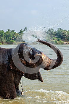 Elephant bathing in the river