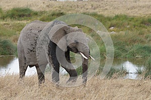 An elephant after bathing in the river