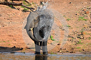 Elephant bathing at river