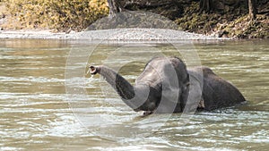 Elephant bathing in river