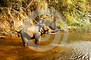 Elephant bathing in the river - Thailand-5