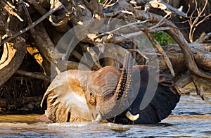 Elephant bathing in the river Zambezi. Zambia. Lower Zambezi National Park. Zambezi River.