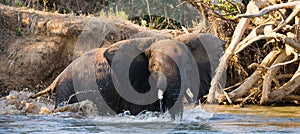 Elephant bathing in the river Zambezi. Zambia. Lower Zambezi National Park. Zambezi River.
