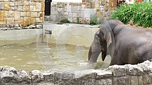 An elephant is bathing in a special pool at the zoo