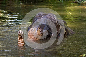 Elephant bathing in tropical lake