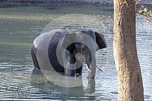An elephant bathing within Yala National Park near Tissamaharama in Sri Lanka.