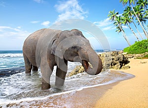 Elephant on the beach