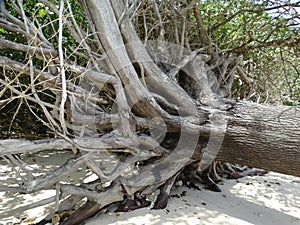 Elephant Beach, Hancock Island, Adaman, India