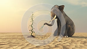 Elephant with a beanstalk