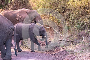 Elephant in beautiful landscape scenery of bush savannah - Game drive in Lake Manyara National Park, Wild Life Safari, Tanzania,