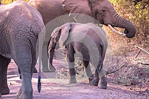 Elephant in beautiful landscape scenery of bush savannah - Game drive in Lake Manyara National Park, Wild Life Safari, Tanzania,