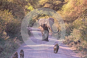 Elephant in beautiful landscape scenery of bush savannah - Game drive in Lake Manyara National Park, Wild Life Safari, Tanzania,