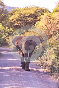 Elephant in beautiful landscape scenery of bush savannah - Game drive in Lake Manyara National Park, Wild Life Safari, Tanzania,