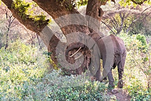 Elephant in beautiful landscape scenery of bush savannah - Game drive in Lake Manyara National Park, Wild Life Safari, Tanzania,