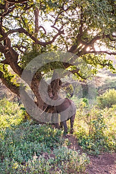 Elephant in beautiful landscape scenery of bush savannah - Game drive in Lake Manyara National Park, Wild Life Safari, Tanzania,