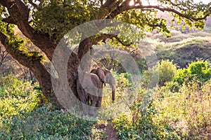 Elephant in beautiful landscape scenery of bush savannah - Game drive in Lake Manyara National Park, Wild Life Safari, Tanzania,