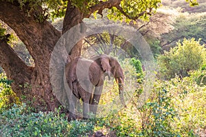 Elephant in beautiful landscape scenery of bush savannah - Game drive in Lake Manyara National Park, Wild Life Safari, Tanzania,