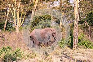 Elephant in beautiful landscape scenery of bush savannah - Game drive in Lake Manyara National Park, Wild Life Safari, Tanzania,