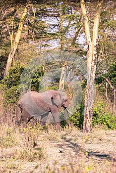 Elephant in beautiful landscape scenery of bush savannah - Game drive in Lake Manyara National Park, Wild Life Safari, Tanzania,