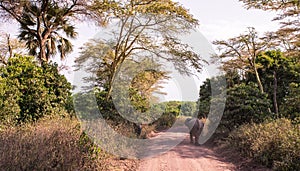 Elephant in beautiful landscape scenery of bush savannah - Game drive in Lake Manyara National Park, Wild Life Safari, Tanzania,