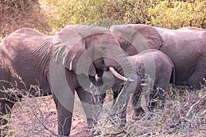 Elephant in beautiful landscape scenery of bush savannah - Game drive in Lake Manyara National Park, Wild Life Safari, Tanzania,