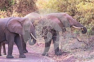 Elephant in beautiful landscape scenery of bush savannah - Game drive in Lake Manyara National Park, Wild Life Safari, Tanzania,