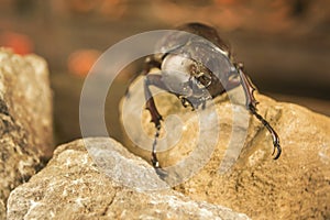 Elephant beetle with horns and claws on brown stone